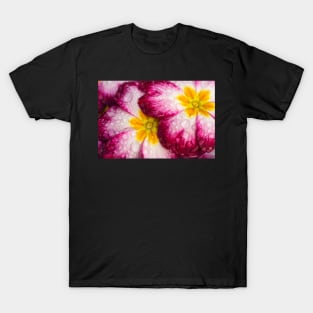 Close-up of Primula flowers covered in droplets T-Shirt